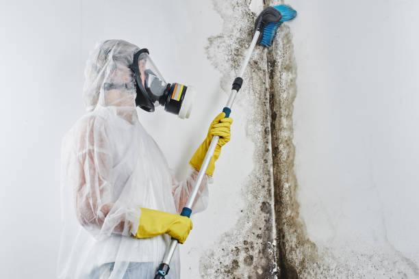 Professional Mold Inspection, Removal & Remediation in Casa Loma, CA